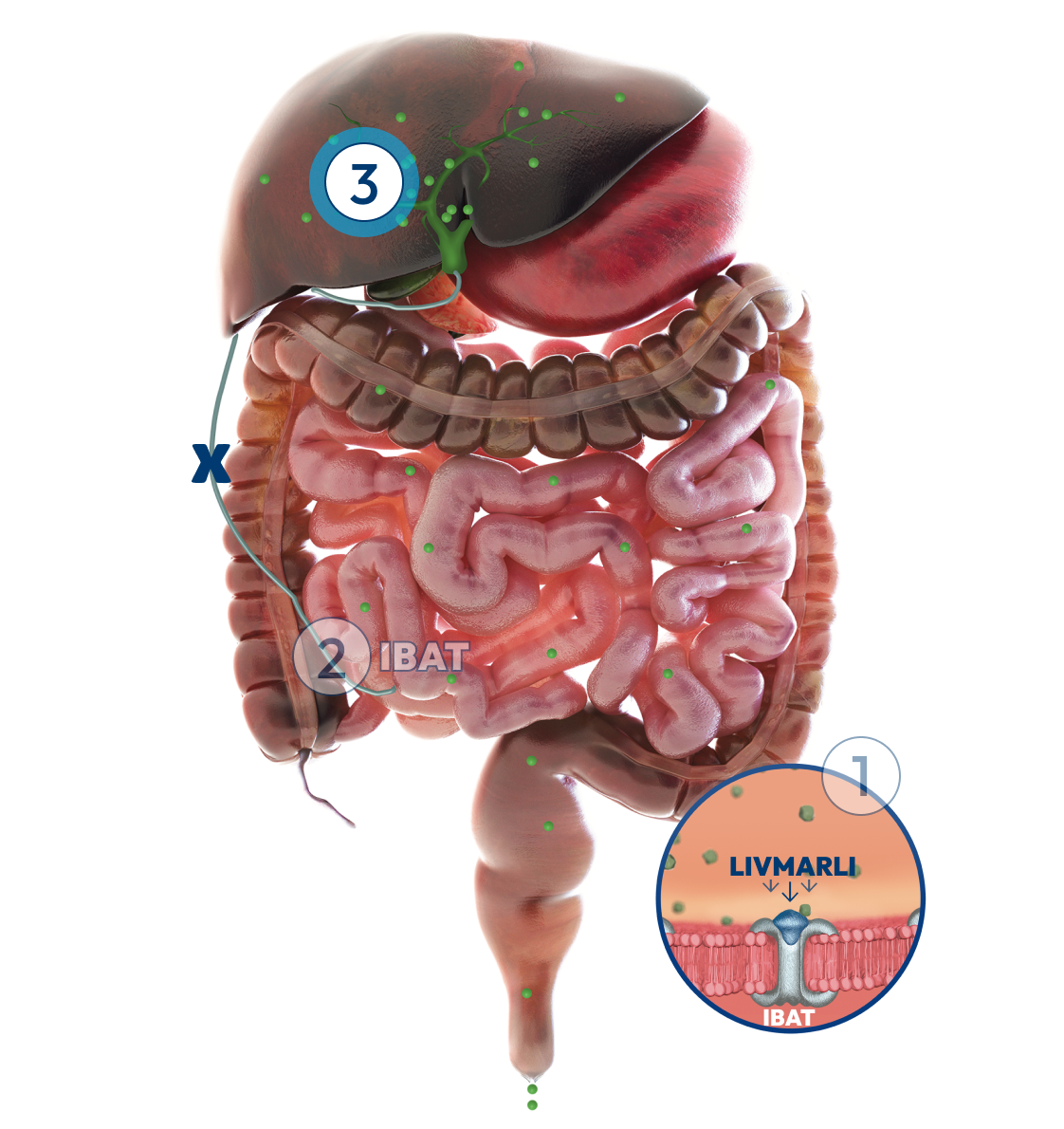 Graphic of the liver and intestines, with a number 3 label representing reductions in bile acids that are associated with less intense cholestatic pruritus.